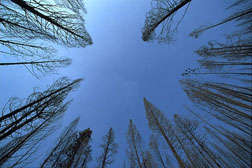 Musica Nuova_Heaven and Earth Image